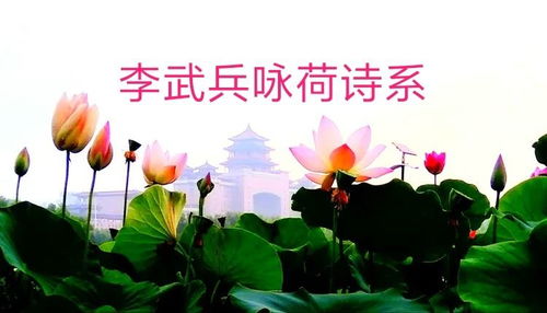 面對荷花，我還能熱淚盈眶